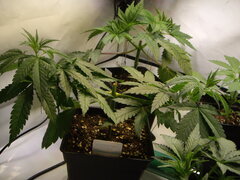 Sensi Purple Kush CRO +34