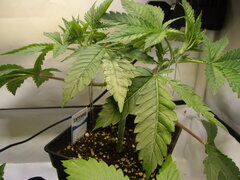 Kush T CRO +34