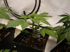 Jack Herer CRO+18