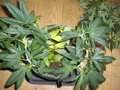 Sensi Purple Kush CRO+53