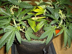 Sensi Purple Kush CRO+53