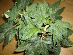 Kush T CRO+53