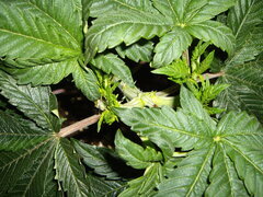 Kush T CRO+53