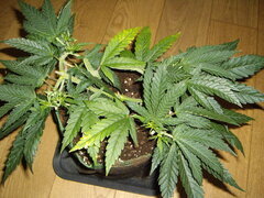 Purple Punch x Do-Si-Dos CRO+49