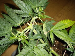 Purple Punch x Do-Si-Dos CRO+49