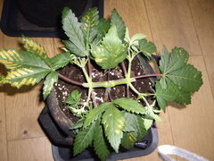 Jack Herer CRO+36