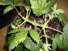 Jack Herer CRO+36
