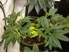 Sensi Purple Kush CRO+53