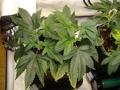 Kush T CRO+53