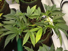 Purple Punch x Do-Si-Dos CRO+49