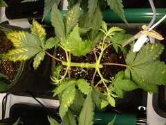 Jack Herer CRO+36