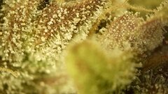 IMG_2176.jpeg
