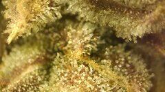 IMG_2181.jpeg