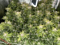 IMG_2226.jpeg