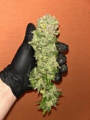 IMG_2227.jpeg