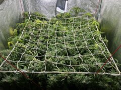 IMG_2229.jpeg
