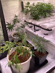 IMG_9035.jpeg