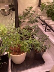 IMG_9066.jpeg