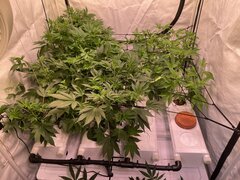 IMG_9125.jpeg