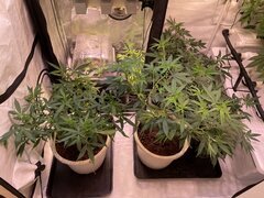 IMG_9126.jpeg