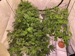 IMG_9129.jpeg