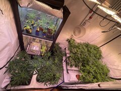IMG_9208.jpeg