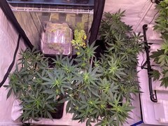 IMG_9209.jpeg
