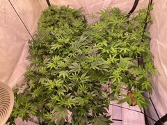 IMG_9210.jpeg