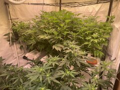IMG_9273.jpeg