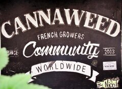 Logo CANNAWEED