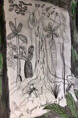 reproduction dessin Francis Hallé