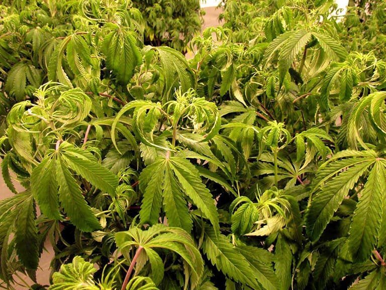 windburn_cannabis-1.jpeg.09d71df5033fbbffe8e1e24980334a80.jpeg