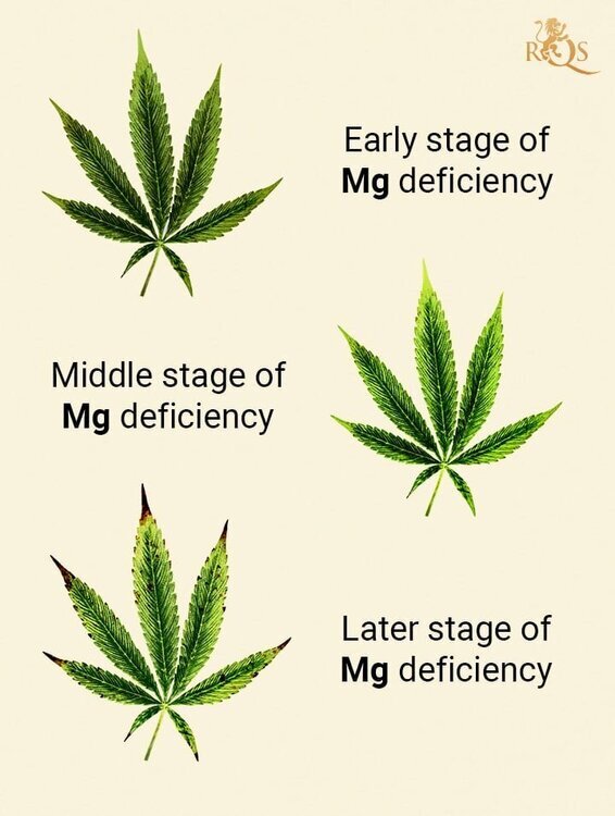 mg deficiency 2.jpg