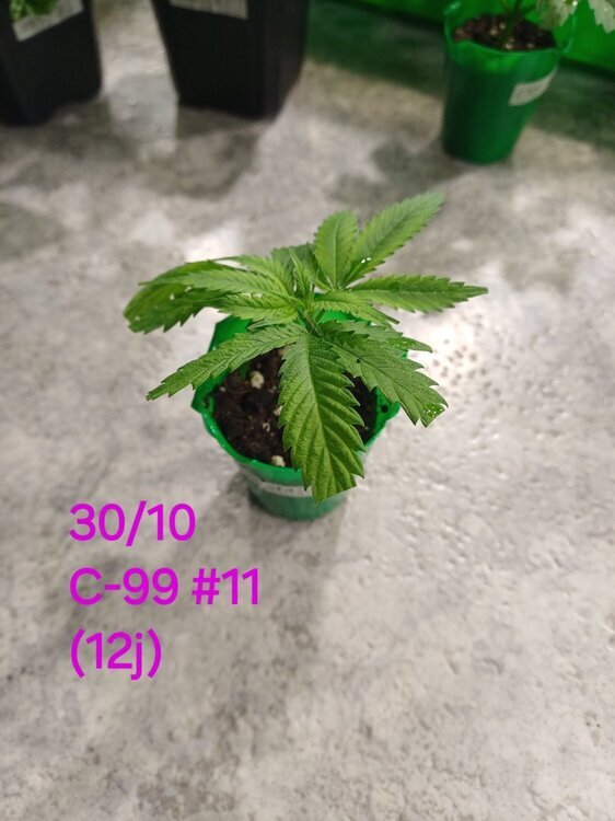 20241030_193559.thumb.jpg.6b0508ed0308c144ff4be0fcb5e99656.jpg
