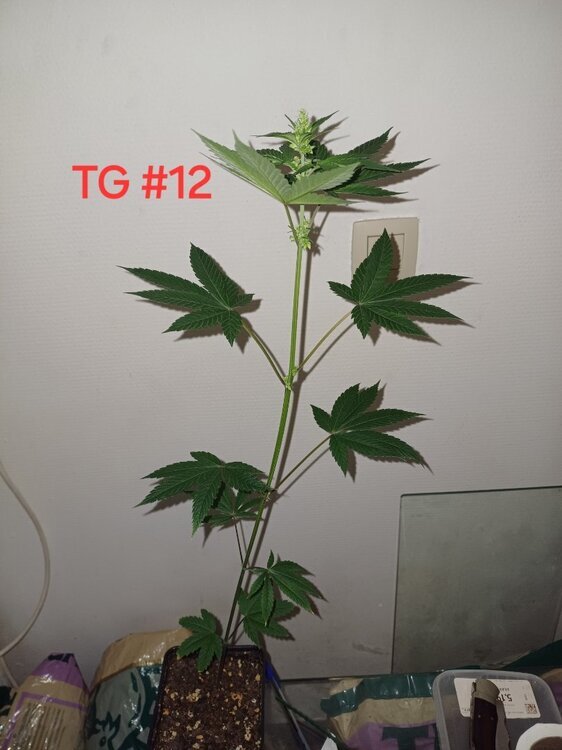 20241116_221113.thumb.jpg.8ce66de0c7e997ead7dbec6af2a8b4ee.jpg