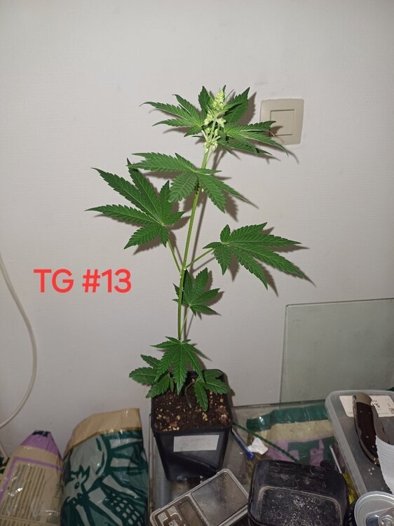 20241116_221145.thumb.jpg.749835f6a132d513b555c9ec318f6153.jpg