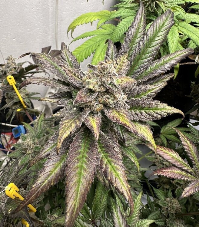 Cannaweed photo du mois de novembre 2024 - Satax et sa White runtz.jpg