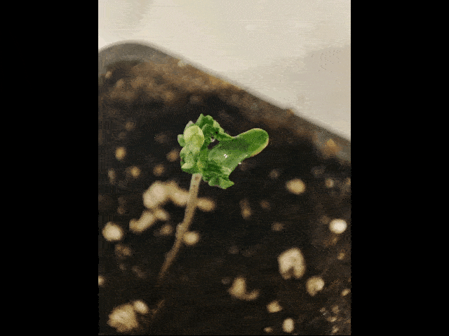 GIF-241108_133226.gif.d261308413c4eaa0612ea090a9d709a9.gif