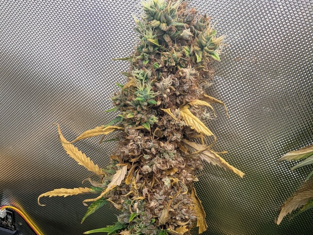 plant_moisi.jpg