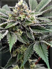 FLO+52 Satzuma Reveng x Fresh Sour B.jpg