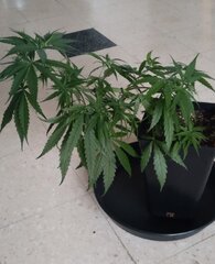 9nov MK1.2.jpg