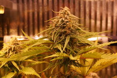 Afghani#1.JPG