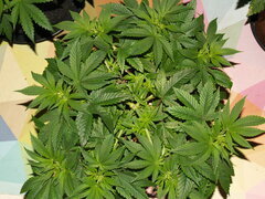10nov Lemon2.JPG