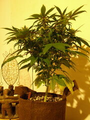 23nov Mand1.2.JPG