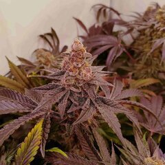 Radical Juice / Ripper Seeds