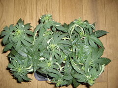 PPxDSD CRO+61