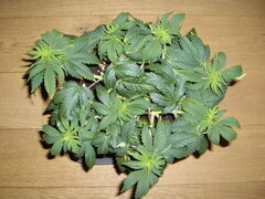 JH CRO+49