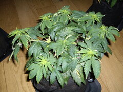 JH CRO+49