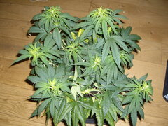SPK 12/12 +5