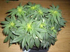KT 12/12 +5